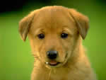 ~~***chien***~~